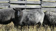 Mixed breed wool ewes