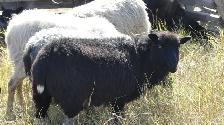 Mixed breed wool ewes - Photo 2