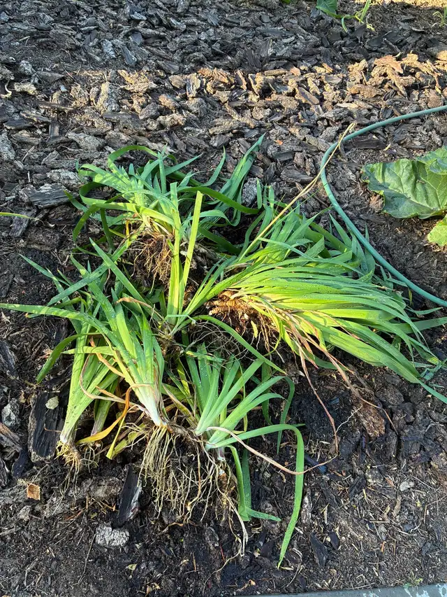 Iris plants