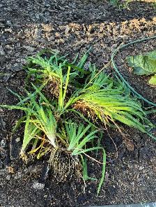 Iris plants