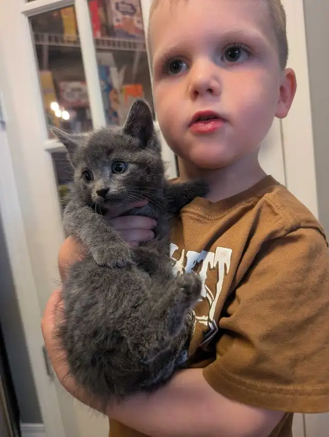 adorable! blue-eyed gray kitten