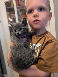 adorable! blue-eyed gray kitten