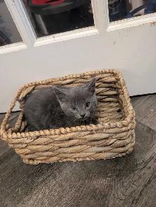 adorable! blue-eyed gray kitten - Photo 2
