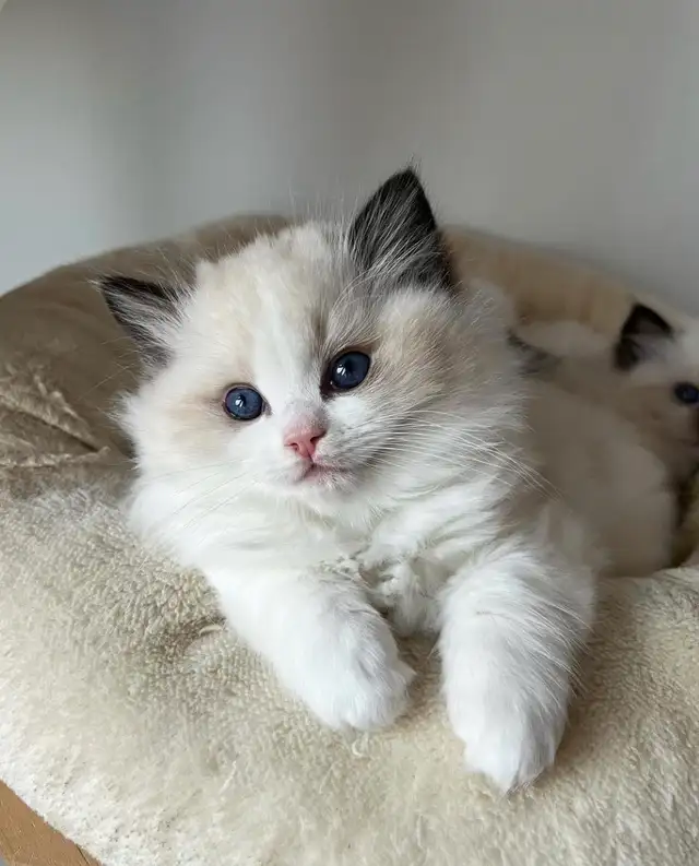 ragdoll kittens