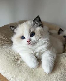 ragdoll kittens