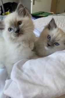 ragdoll kittens - Photo 2
