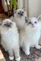 ragdoll kittens - Photo 3