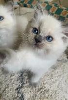 ragdoll kittens - Photo 4