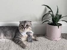Scottish fold and straight kitten - Photo 5