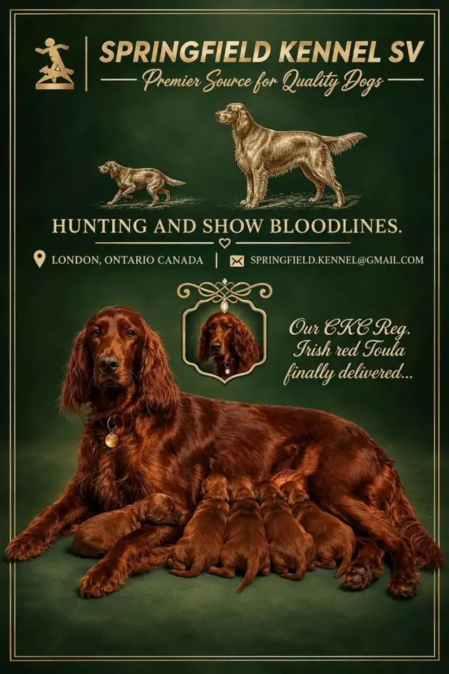 CKC Reg Irish red setter puppies for sale, On parle le FRANCAIS