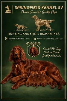 CKC Reg Irish red setter puppies for sale, On parle le FRANCAIS