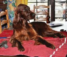 CKC Reg Irish red setter puppies for sale, On parle le FRANCAIS - Photo 2
