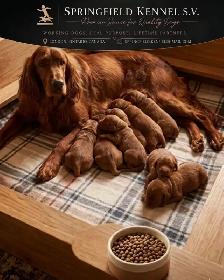 CKC Reg Irish red setter puppies for sale, On parle le FRANCAIS - Photo 3