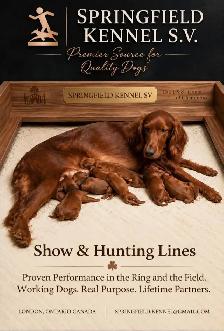 CKC Reg Irish red setter puppies for sale, On parle le FRANCAIS - Photo 4