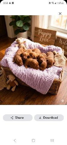CKC Reg Irish red setter puppies for sale, On parle le FRANCAIS - Photo 5