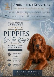 CKC Reg Irish red setter puppies for sale, On parle le FRANCAIS - Photo 6