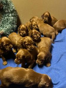 CKC Reg Irish red setter puppies for sale, On parle le FRANCAIS - Photo 7
