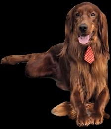 CKC Reg Irish red setter puppies for sale, On parle le FRANCAIS - Photo 8