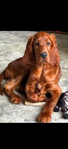 CKC Reg Irish red setter puppies for sale, On parle le FRANCAIS - Photo 9