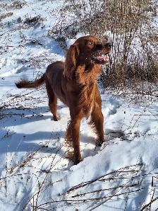 CKC Reg Irish red setter puppies for sale, On parle le FRANCAIS - Photo 10