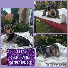 Dachshund Puppies