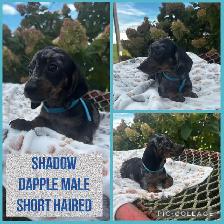 Dachshund Puppies - Photo 3