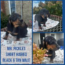Dachshund Puppies - Photo 4