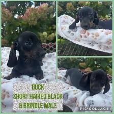 Dachshund Puppies - Photo 5