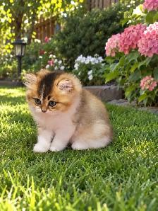 Purebred British Longhair Kitten Male - Photo 3