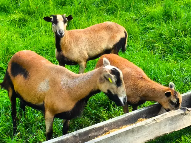 Wanted....2 Purebred American Blackbelly ewes. 587.336.1695