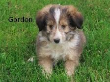 Sheltiepoo puppies.