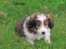 Sheltiepoo puppies. - Photo 2