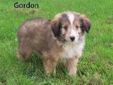 Sheltiepoo puppies. - Photo 3
