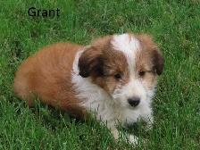 Sheltiepoo puppies. - Photo 4
