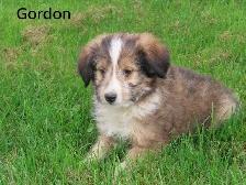 Sheltiepoo puppies. - Photo 6