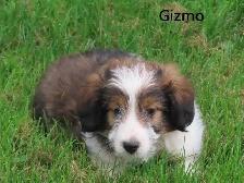 Sheltiepoo puppies. - Photo 7