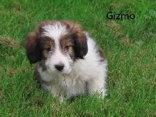 Sheltiepoo puppies. - Photo 8