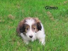 Sheltiepoo puppies. - Photo 9