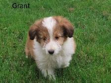 Sheltiepoo puppies. - Photo 10