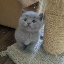 Scottish Straighy Blue and Lilac kittens CCA/AFC registered - Photo 2