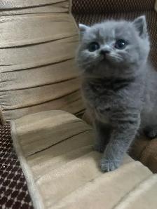 Scottish Straighy Blue and Lilac kittens CCA/AFC registered - Photo 3