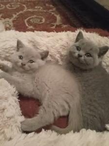 Scottish Straighy Blue and Lilac kittens CCA/AFC registered - Photo 4