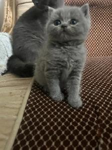 Scottish Straighy Blue and Lilac kittens CCA/AFC registered - Photo 5