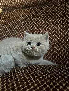 Scottish Straighy Blue and Lilac kittens CCA/AFC registered - Photo 8