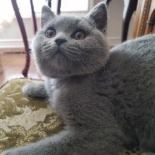Scottish Straighy Blue and Lilac kittens CCA/AFC registered - Photo 9