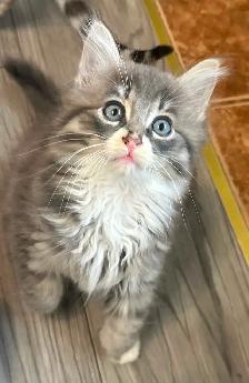 Bb chaton mâle