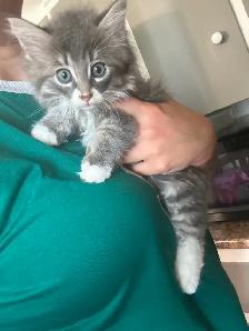 Bb chaton mâle - Photo 2
