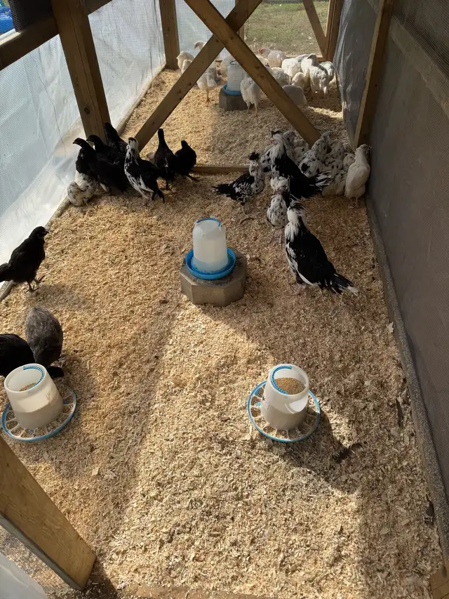 Pullets Available
