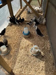 Pullets Available