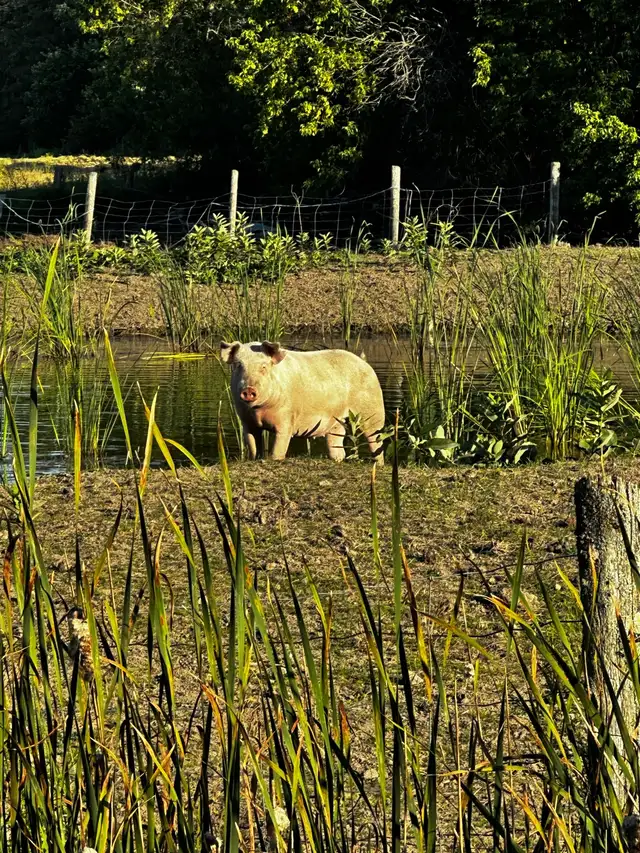 Pigs For Sale - Cochons à Vendre